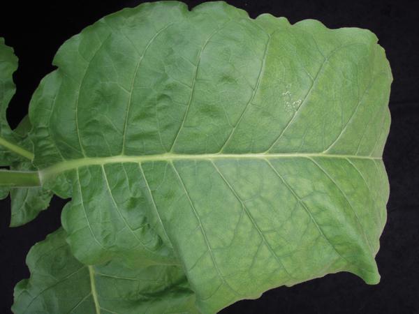 Magnesium deficiency